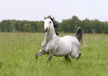 Arab horse in field clipart