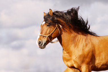 Stallion galloping clipart