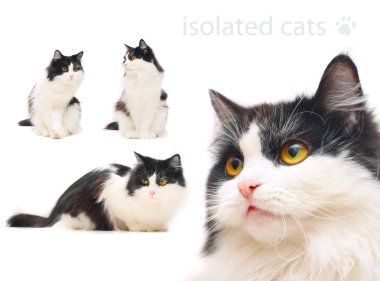Isolated cats clipart
