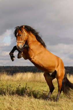 Stallion rears clipart