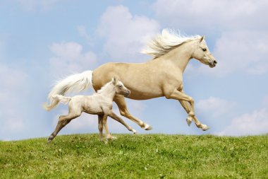 Mare and foal clipart