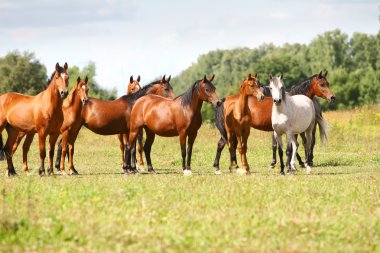 Arabian horse herd clipart