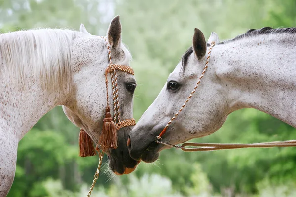 Arabští koně láska — Stock fotografie