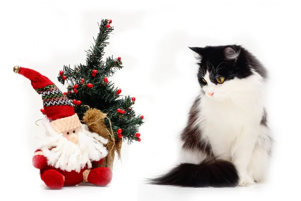 猫和圣诞节的东西 — 图库照片