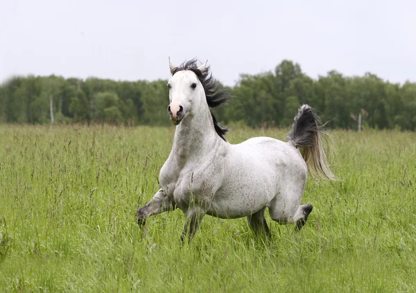 Cavalo árabe no campo — Fotografia de Stock