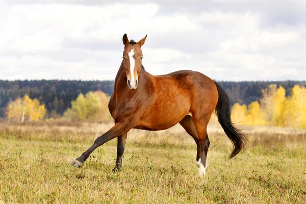 Häst på hösten — Stockfoto