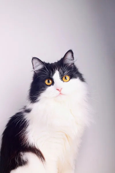 Студийный снимок кошки — стоковое фото