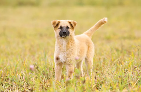 Filhote de cachorro no campo — Fotografia de Stock
