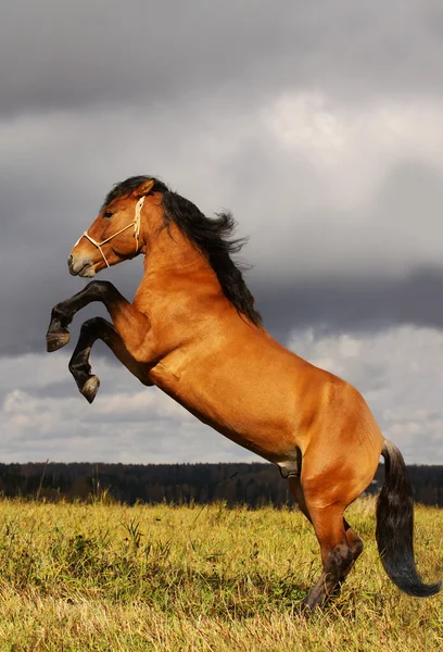 Prancing stallion — Stock Photo, Image
