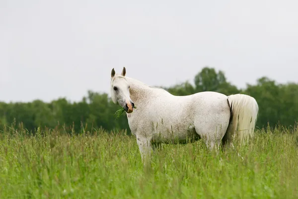 Белый араб в поле — стоковое фото