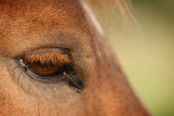 Ojo de caballo —  Fotos de Stock
