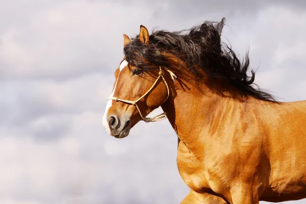 ギャロッピングの種馬 — ストック写真
