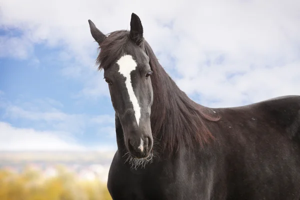 Černý kůň — Stock fotografie