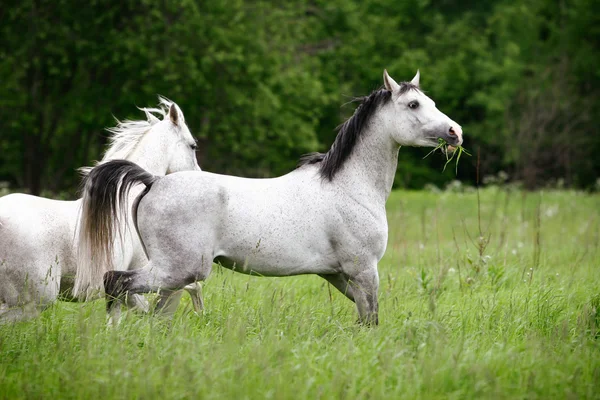 Cavalli arabi — Foto Stock