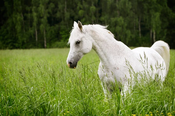 Cavalo árabe — Fotografia de Stock