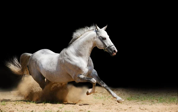 Ασημί-Λευκό stallion — Φωτογραφία Αρχείου