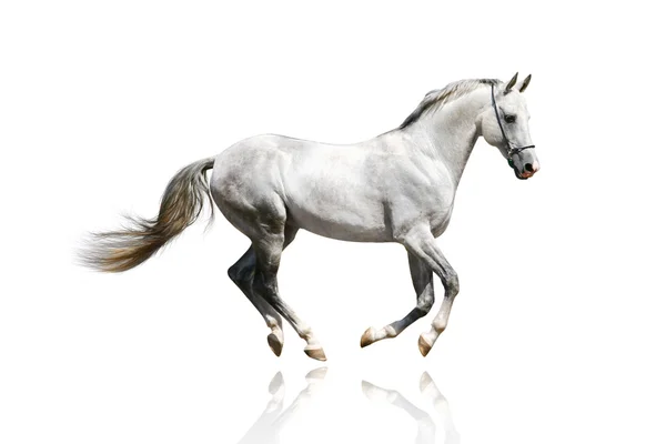 Ασημί-Λευκό stallion — Φωτογραφία Αρχείου