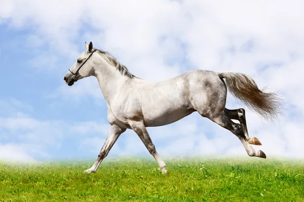 银白色种马 — 图库照片