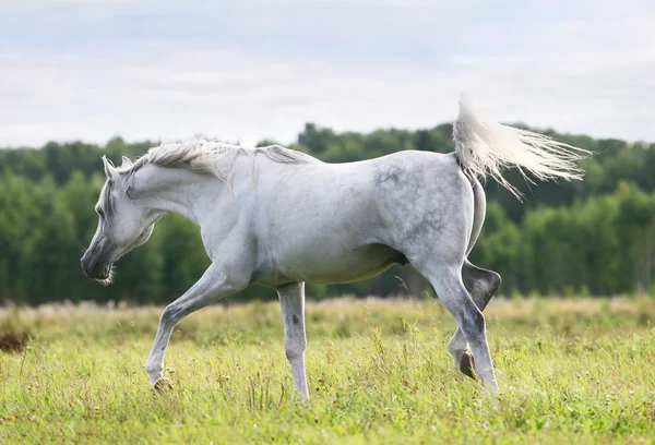 Beautiful arab stallion — Stock Photo, Image