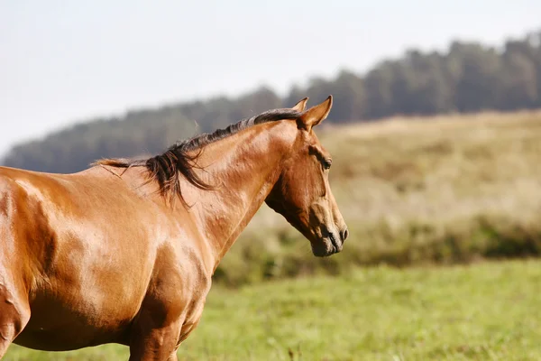 Young horse on field — Stock Photo, Image