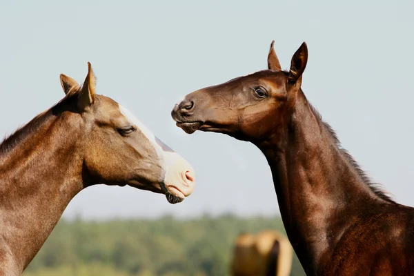 두 foals 재생 — 스톡 사진