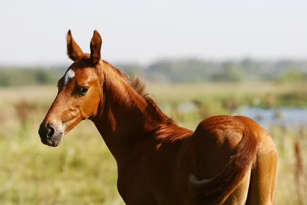 Dziecko konia — Zdjęcie stockowe