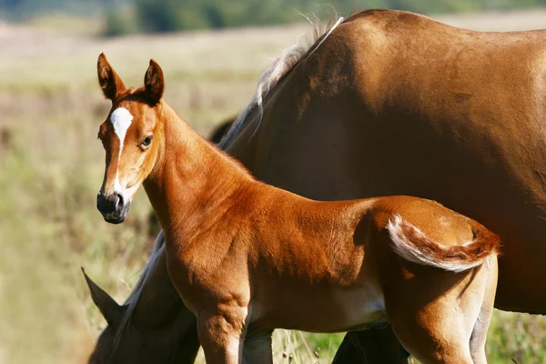 Filly with his mother — Stock Photo, Image