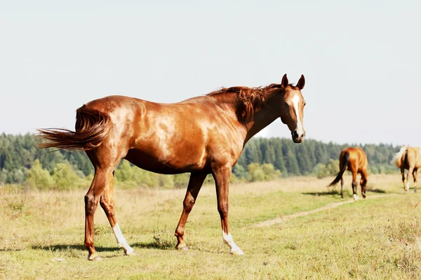 Άλογο κάστανο — Φωτογραφία Αρχείου