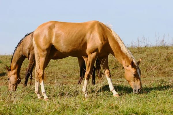Purebred horses — Stock Photo, Image