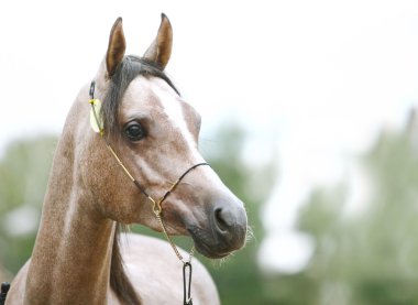 Arab at horse show clipart