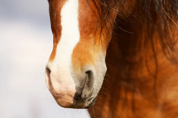 Кінь ніс — стокове фото