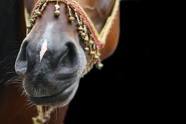 Nariz de cavalo árabe — Fotografia de Stock
