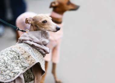 Whippets on grey background clipart