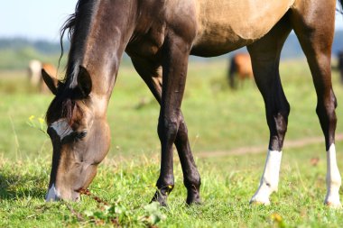 Horse grazing on field clipart