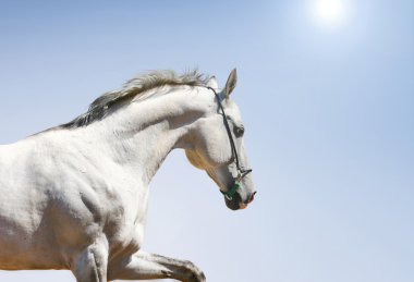 White horse on blue clipart