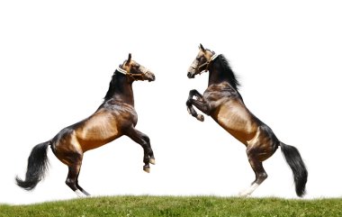 Two stallions clipart