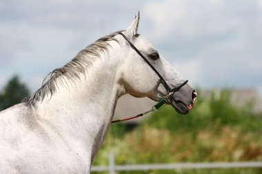 Arabian stallion clipart