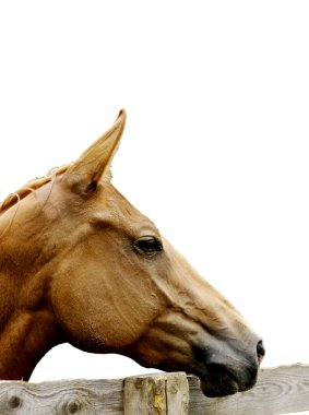 Horse clipart