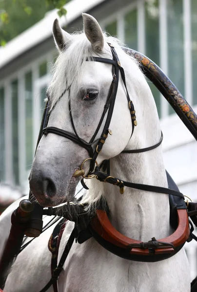 Orlov trotter in carriage — Stock Photo, Image