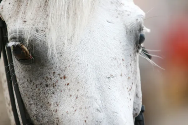 Weiße Pferdeaugen — Stockfoto