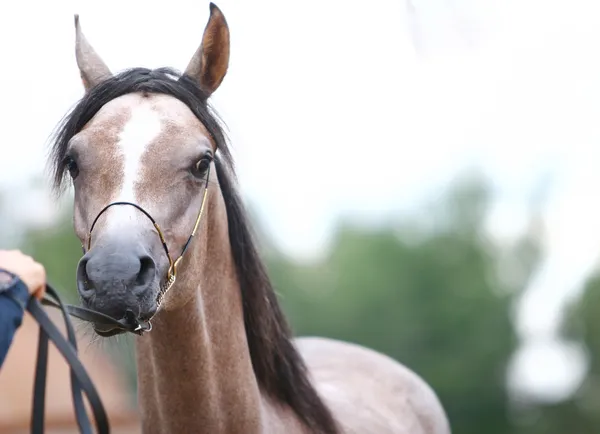 Árabe en espectáculo de caballos —  Fotos de Stock