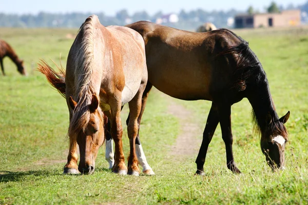 Förslag till hästar — Stockfoto
