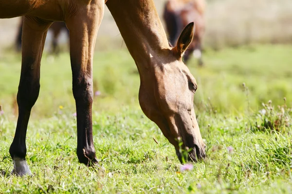 Betande häst — Stockfoto