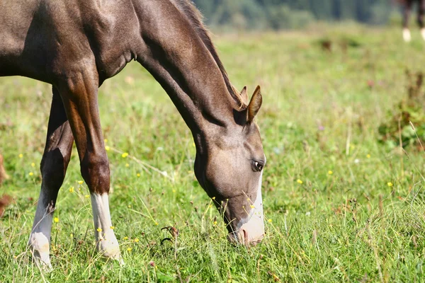 Foal grazing on field — Stock Photo, Image