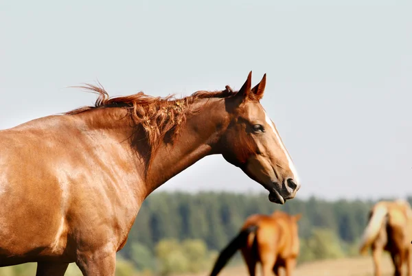 Koně na hřišti — Stock fotografie