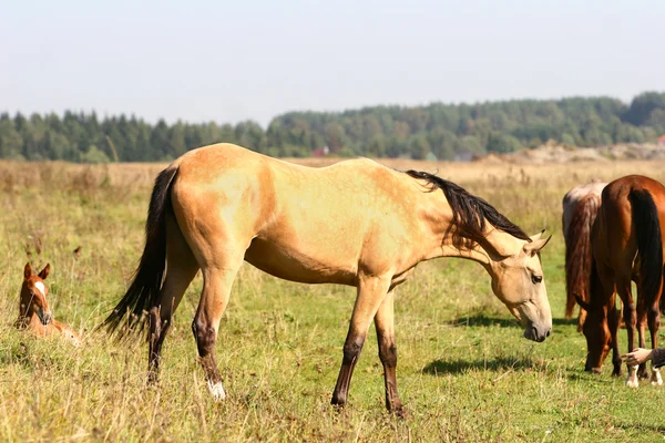 Pastoreo de caballos en el campo — Foto de Stock
