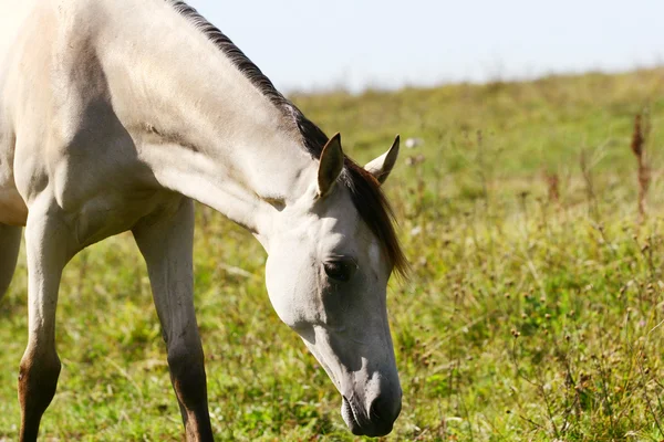 Cavallo Cremello in campo — Foto Stock