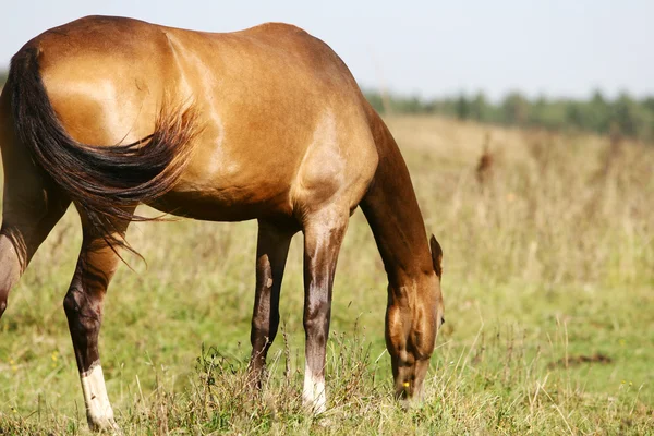 Purebred horse grazing on summer field — Stock Photo, Image