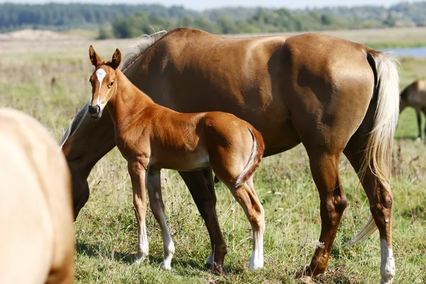 Filly with his mother — Stock Photo, Image