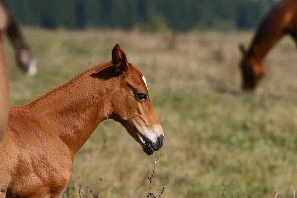 Chestnut foal — Stock Photo, Image